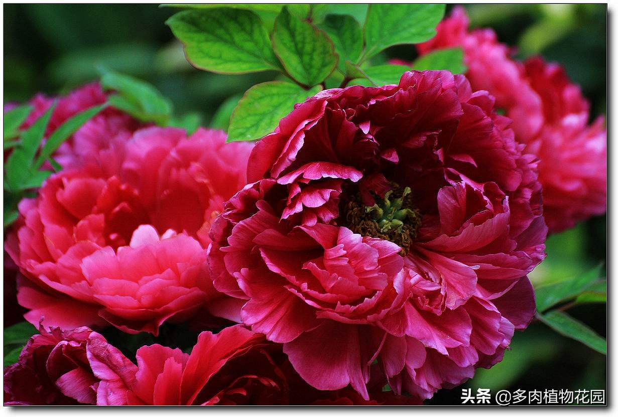 牡丹褐斑病怎么治,牡丹常见病虫害及防治方法