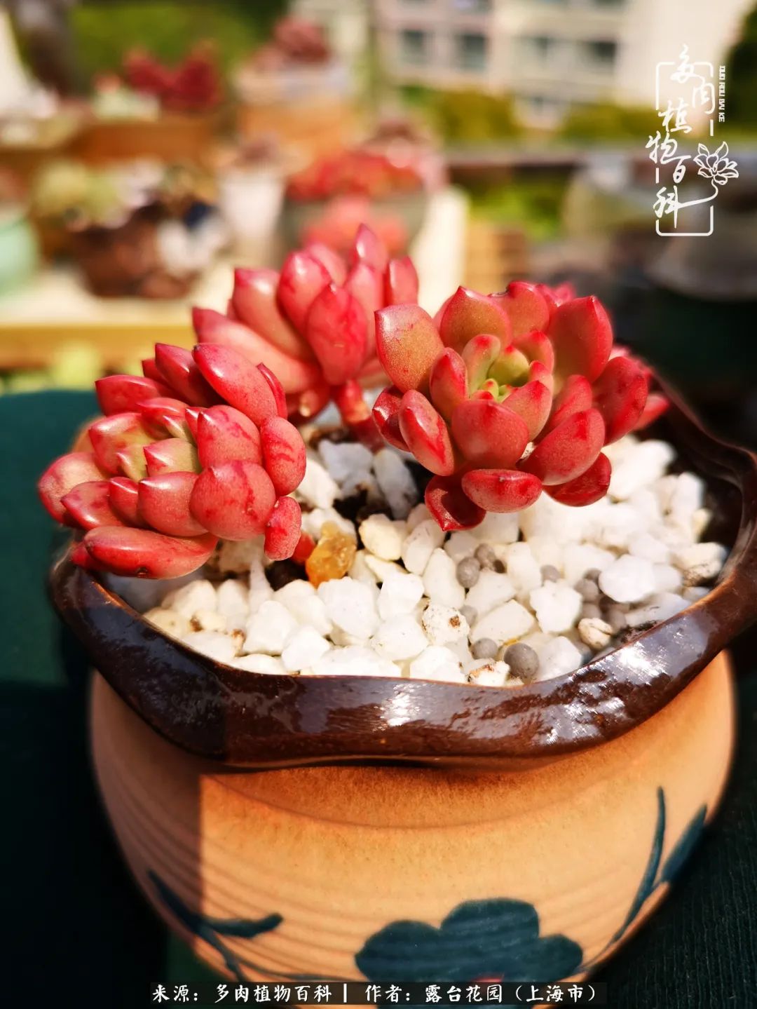 这6种多肉又粉又可爱萌翻少女心,粉粉萌萌的多肉有哪些