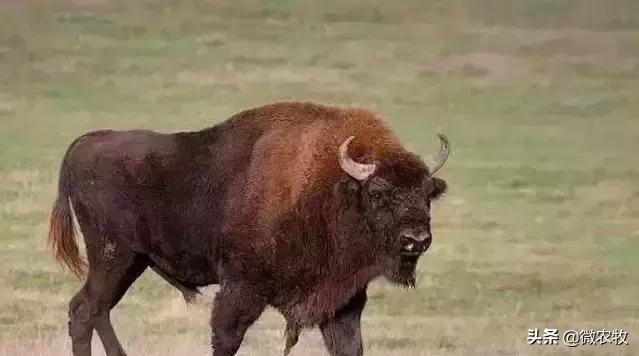 养牛不懂品种是不行的!牛品种大全!转了!