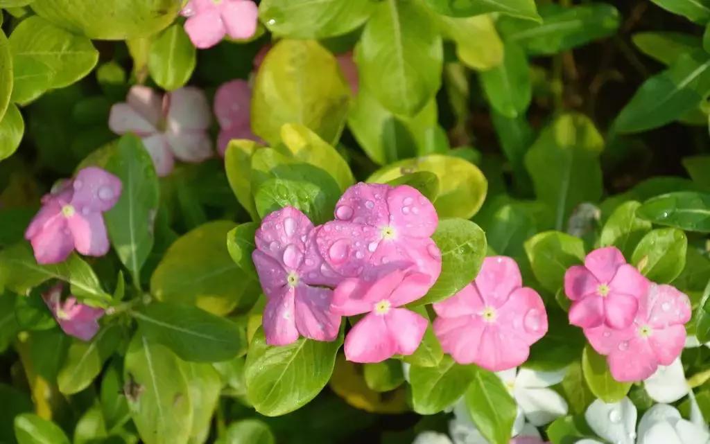 宝宝误食家里养的植物叶子,孩子误食有毒植物