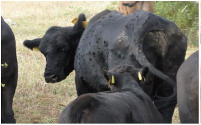 牛结节性皮肤病的流行与诊断,牛结节病防控工作面临的主要问题