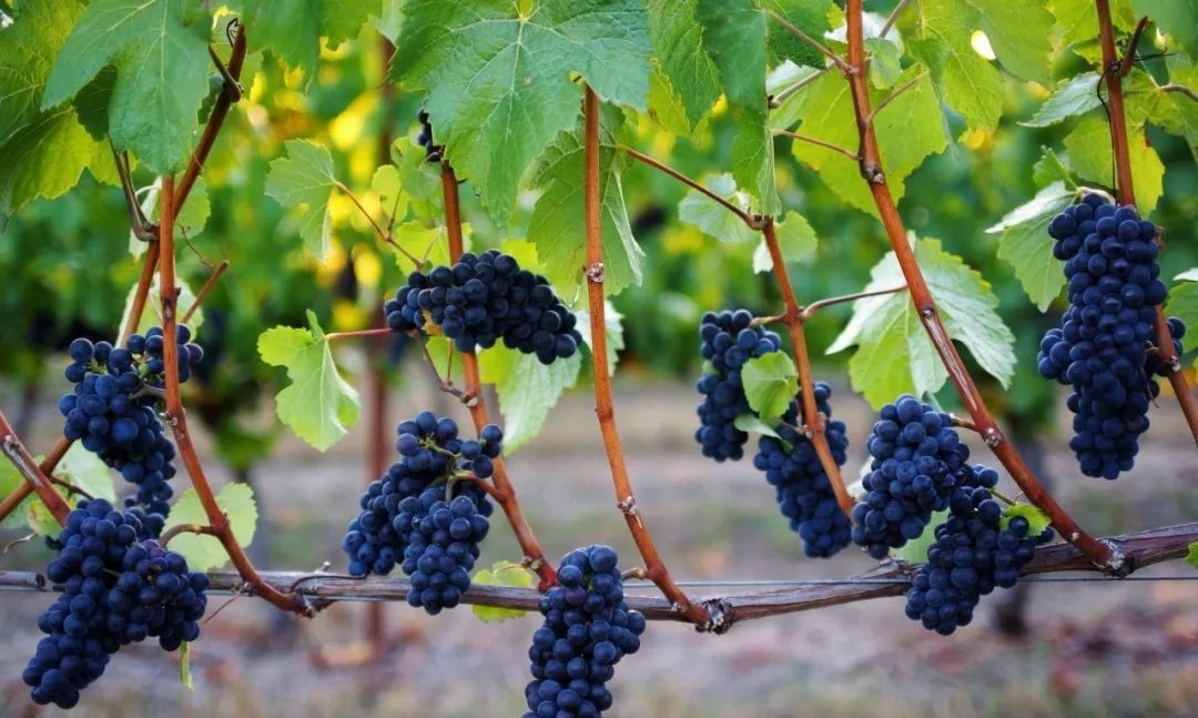 橡木桶最多可以陈年多久,橡木桶5年和7年区别