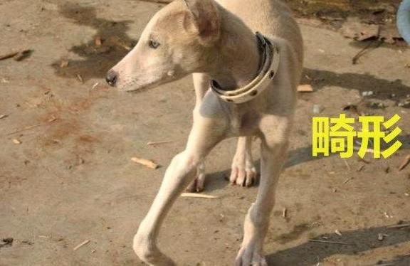 狗狗厌食挑食是缺钙的原因吗,怎么判断狗狗是髌骨脱位还是缺钙