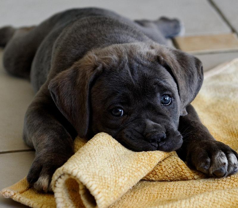 狗狗凶人反抗应该怎么引导,训练狗狗遇到坏人怎么处理