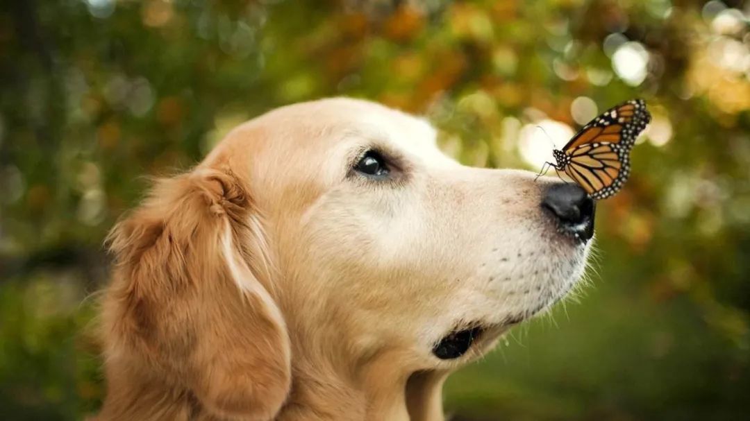 世界上听话又乖巧的五种狗狗,最乖并且最给你安全感的五种狗狗