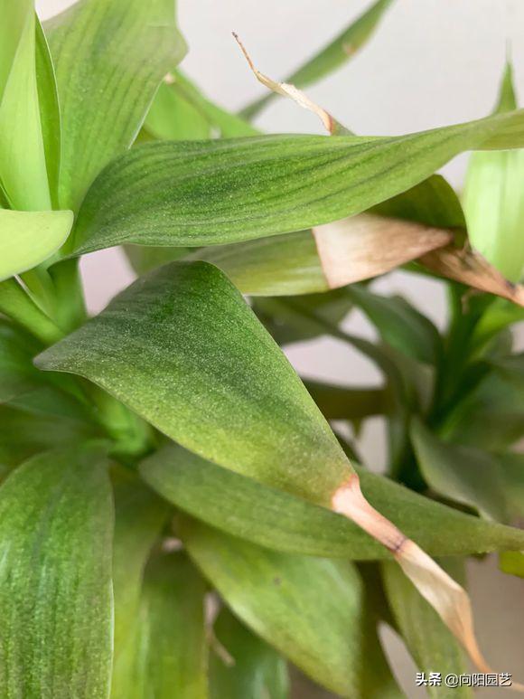 富贵竹叶子发黄，水体发臭，学学养护小技巧，冬天也能呼呼长