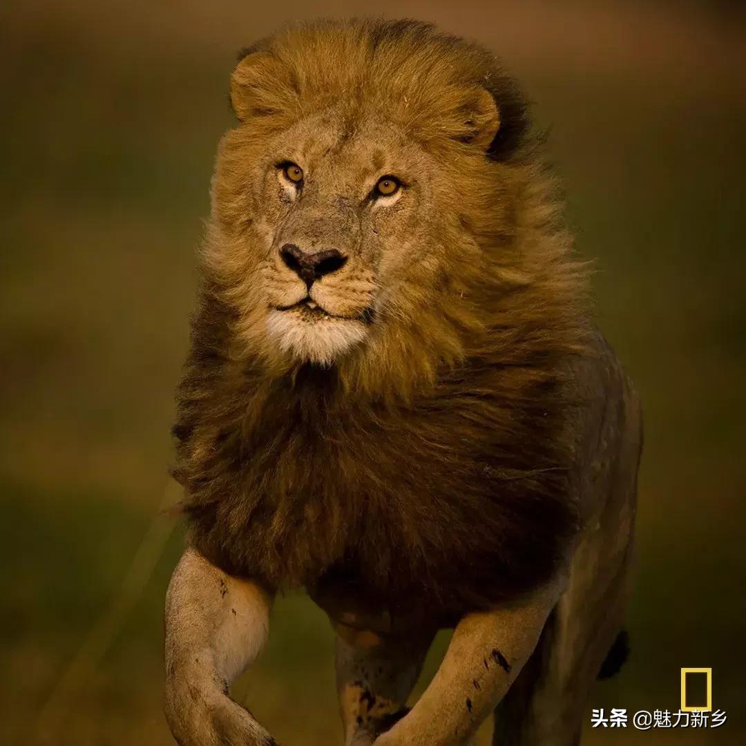 美国国家地理杂志2020摄影作品,美国国家地理杂志摄影展