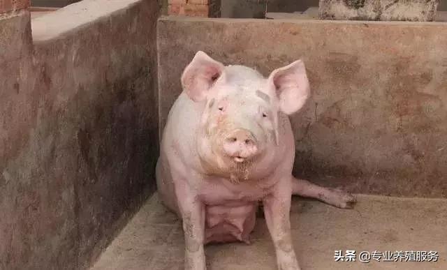 巴马香猪母猪产子需要注意什么,母猪生产第一胎太慢了应注意什么