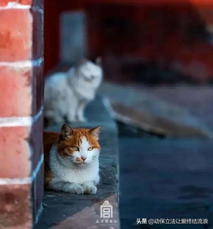 中华田园猫的寿命一般有多少年,中华田园猫哪种捉老鼠最厉害