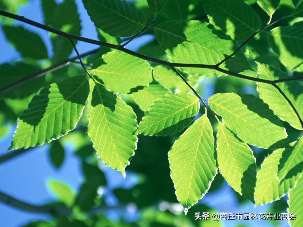 花萎蔫之后怎么处理掉,花卉枯萎病怎么治疗