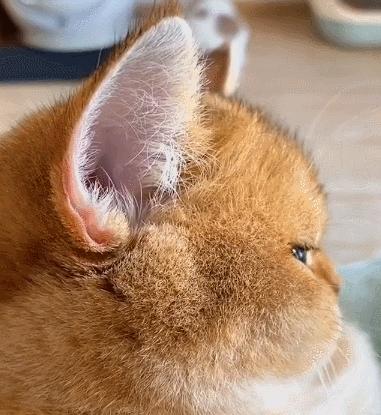 猫和老虎能杂交生育吗,猫和老虎可以生育吗