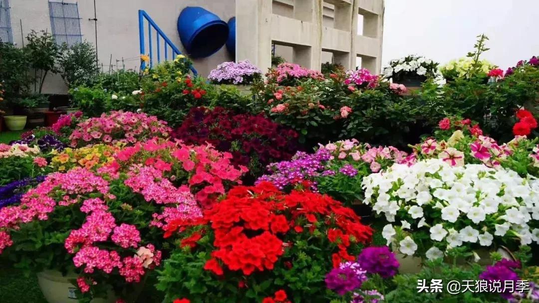 露台打造花海,她用10年改造庭院