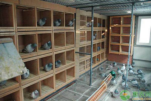 农村有哪些特色养殖项目,农村养殖项目最有前景的产业