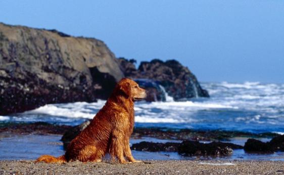 选金毛要选活泼的还是温顺的,选金毛怎么选
