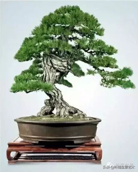 盆景结顶的形式,最好的盆景结顶方法