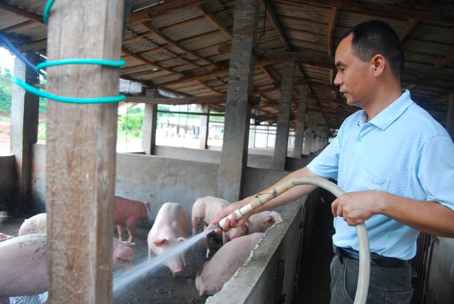 猪羔中暑症状,猪中暑了都有什么样的症状