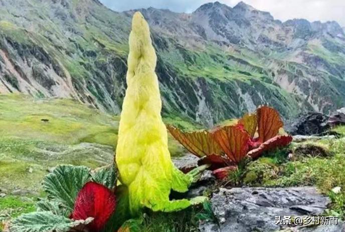 塔黄藏药配方大全,藏药塔黄能治哪种病