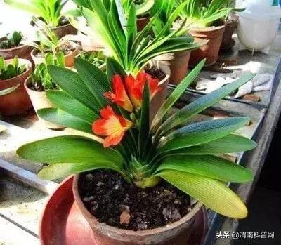 妞嶇墿鍡栧棖闀跨垎鐩嗕笉榛勫彾,鍏绘鐗╀竴涓槦鏈熶笉姝荤殑绉樻柟