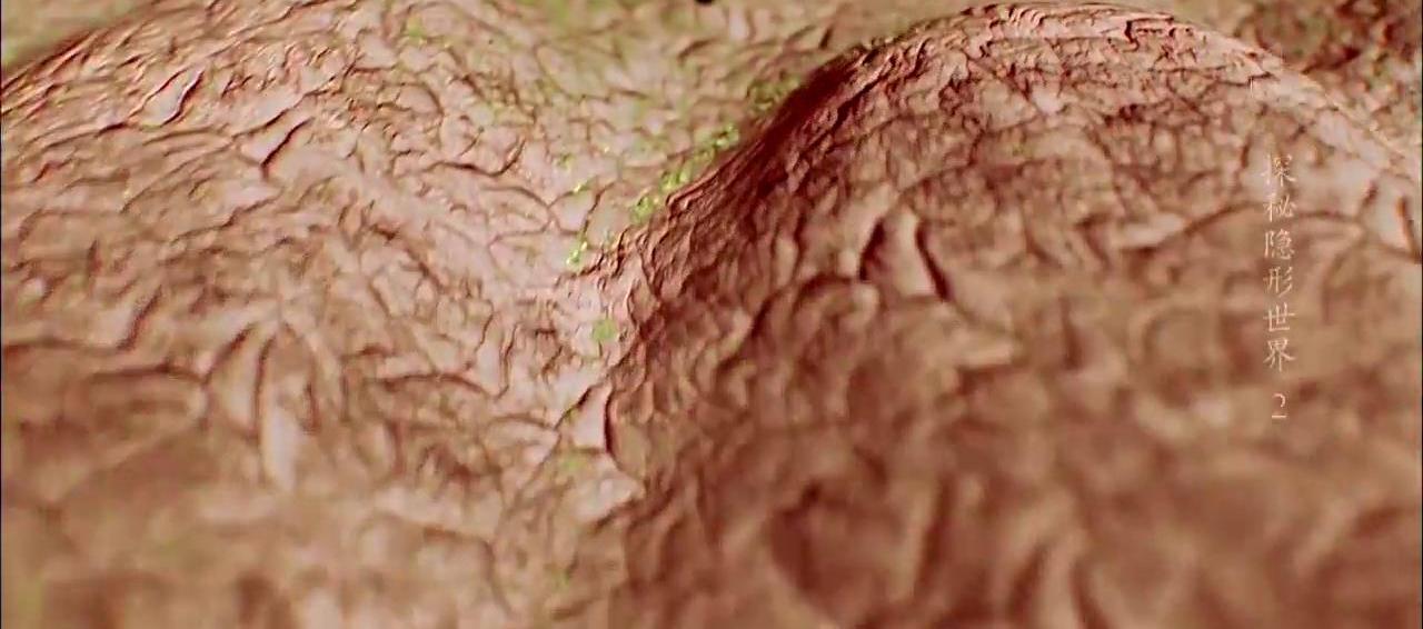 家庭除螨虫最好的神器,家里除螨虫最好的神器