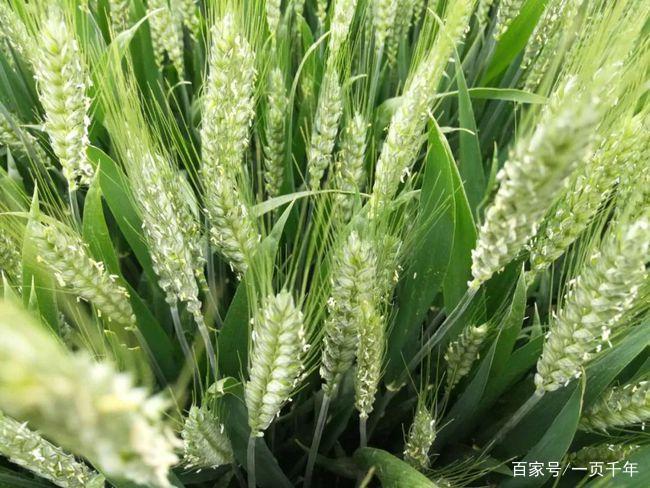 你知道世界上什么花最好养吗,你知道什么是世界上最好的花吗