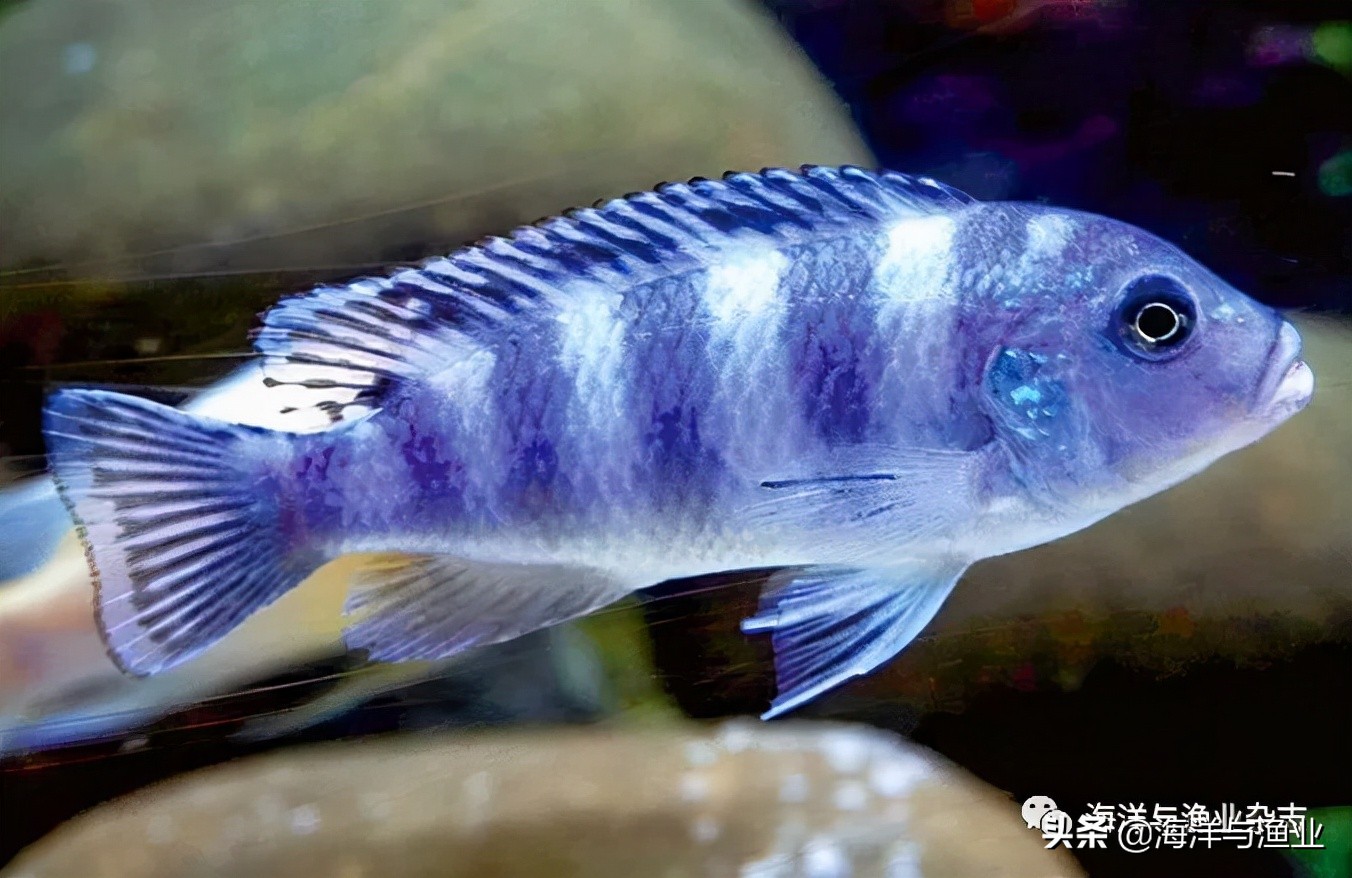 江门海豚公司总经理林震能:不断成长终成行业知名老板