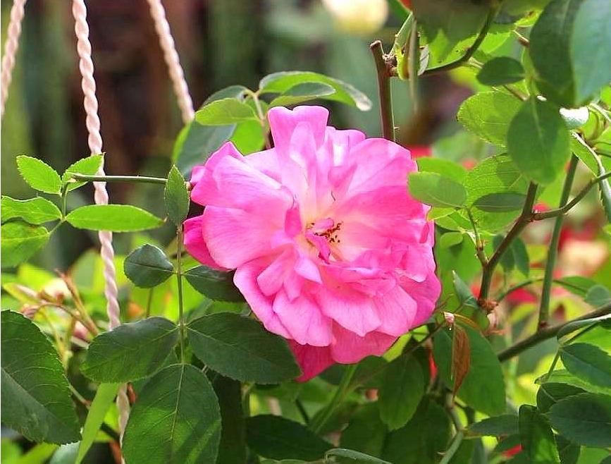 月季霜霉病与灰霉病,月季灰霉病怎么治