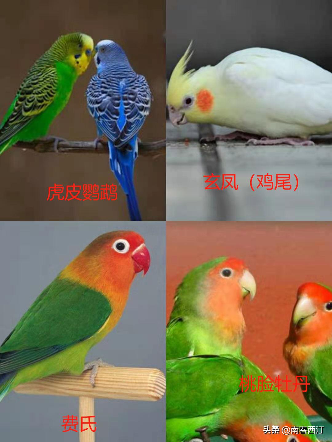 画眉鸟和鹦鹉可不可以一起饲养,画眉鸟好养一些还是鹦鹉好养