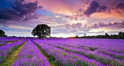 国内薰衣草庄园,中国最大薰衣草生产基地是哪里