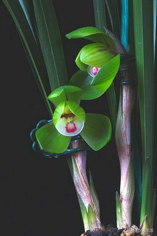 春兰名品兰花,春兰兰花名品图鉴