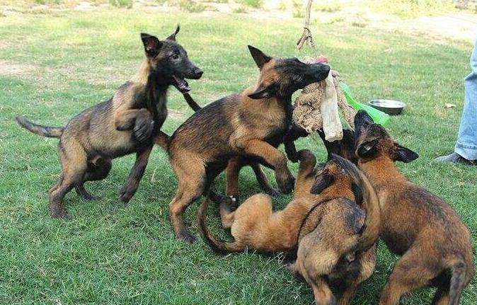 被禁养的狗有狗证也不行吗,马犬成都属于禁养犬吗