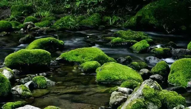 苔藓意境盆景,文人树盆景怎么养才能突出好看