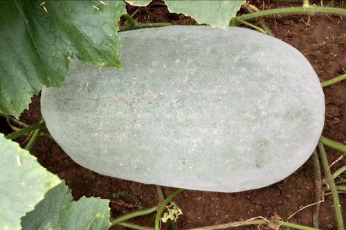 德国最有趣的冷知识,关于德国的有趣事实