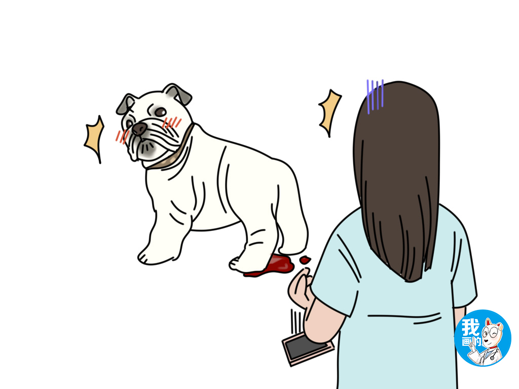 养母狗好还是养公的好,养母狗贴心还是公狗贴心