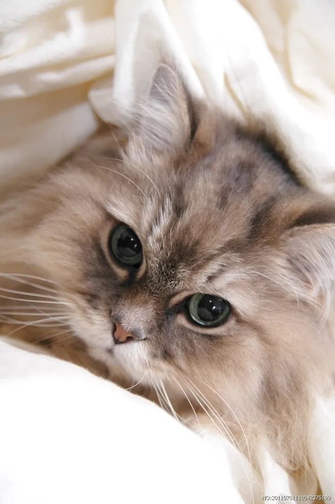 幼猫胃管使用方法,庄园猫宫