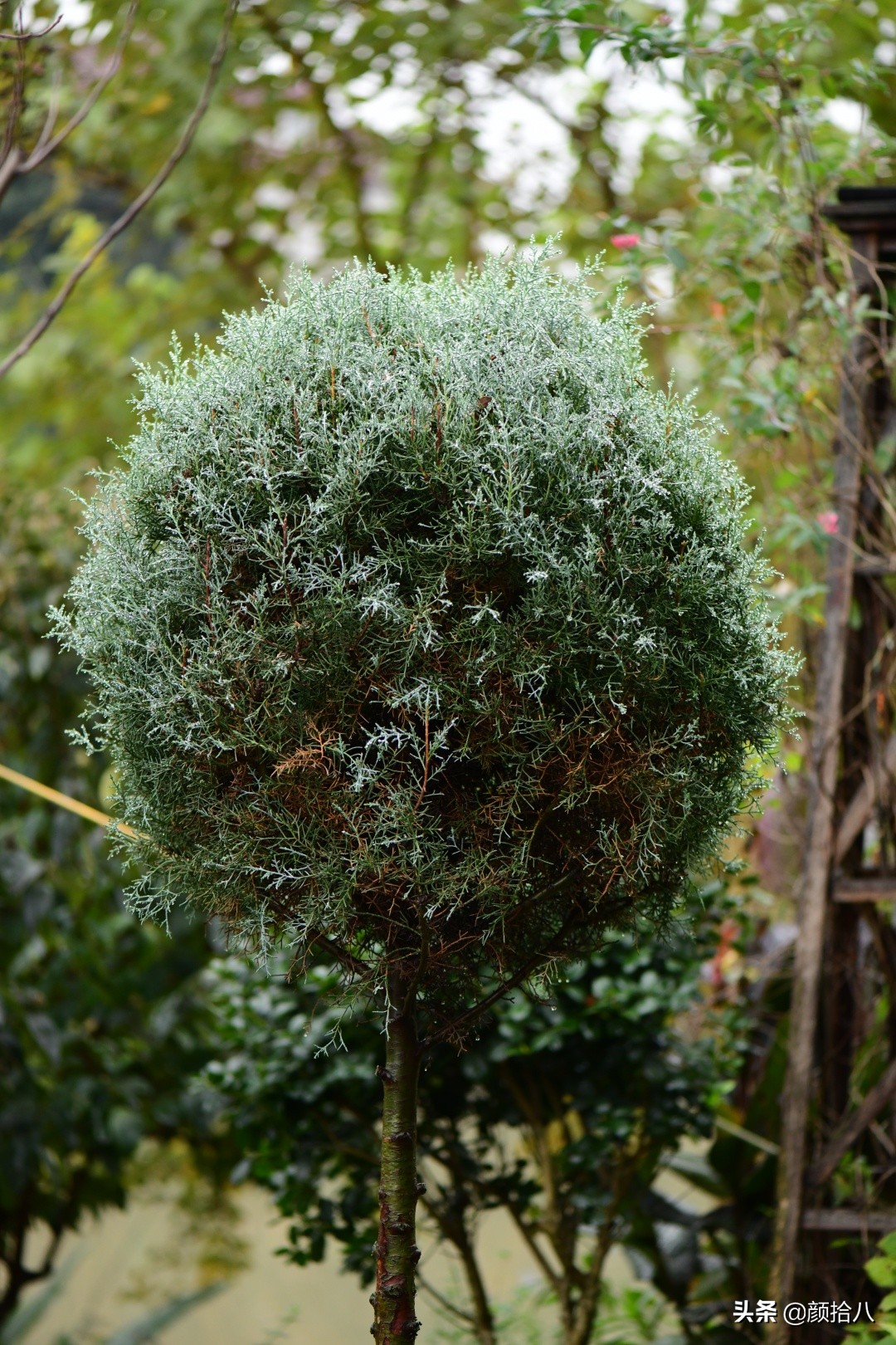 零下9度来袭，花园里的绿色是那么动人|园丁