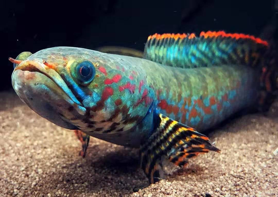 血斑雷龙鱼观赏鱼,雷龙鱼稀不稀有