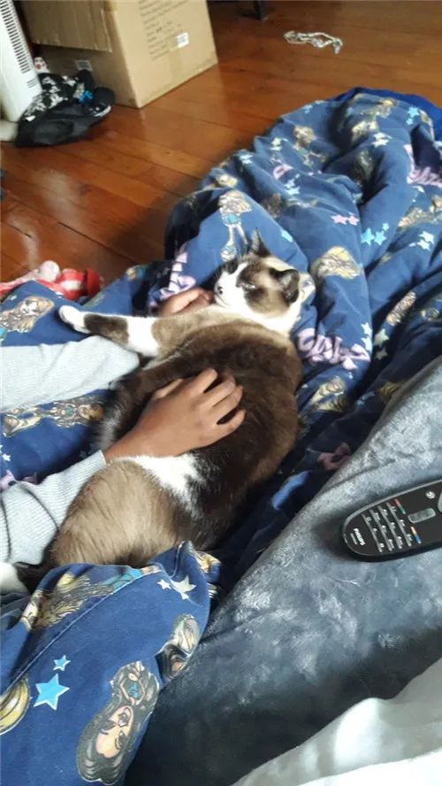 老板，这圆滚滚地怎么恢复出厂设置，说好的小可爱呢？