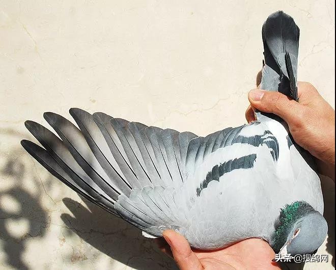 鉴鸽八种方法口诀,日本鉴鸽高手