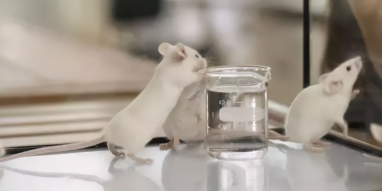 姜黄真的有减肥效果吗,姜黄和黄姜哪种是减肥的