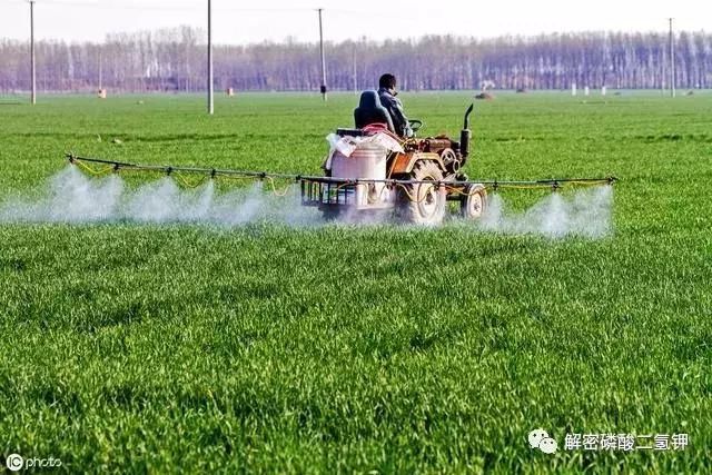 叶面肥磷酸二氢钾如何使用 (叶面肥磷酸二氢钾使用方法用量)