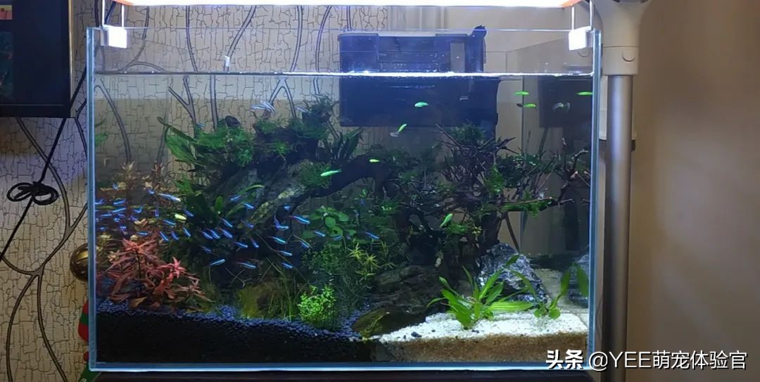 用亚克力板做鱼缸的缺点,亚克力鱼缸的优缺点