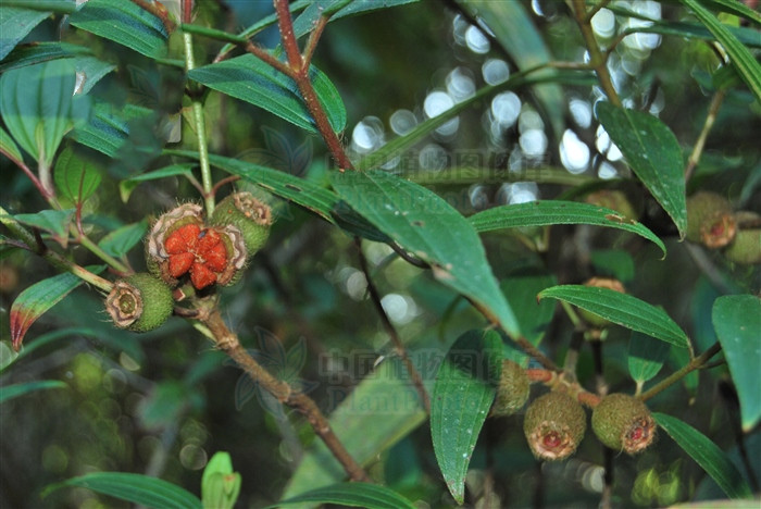 野牡丹主治什么,野牡丹果能吃吗