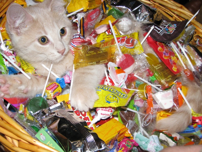 猫咪挑食不吃猫粮可以放猫薄荷吗,猫咪挑食该如何解决