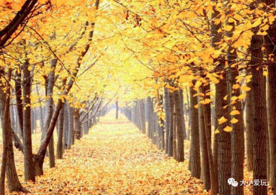 北京红螺寺银杏最佳观赏时间,北京赏银杏景区有哪些