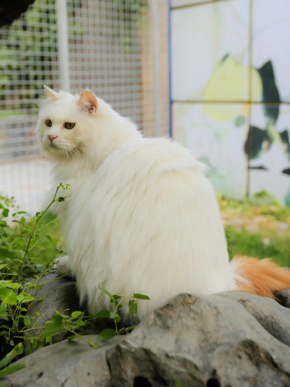 跟本喵同星座的两脚兽一定很“仙儿”