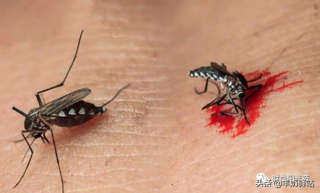 家里蚊子多怎么办只需简单一招,家里蚊子很多教你一招蚊子死光光