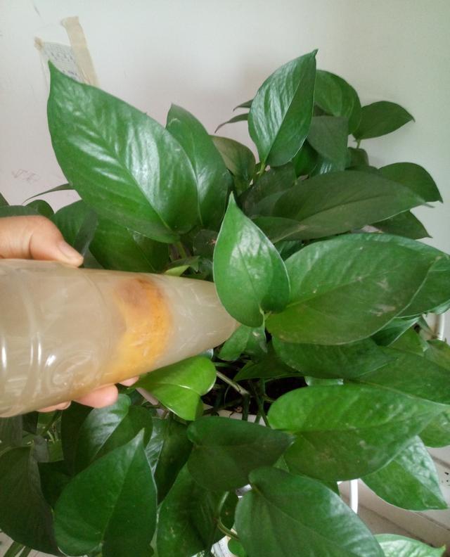 淘米水加果皮养花,淘米水加肥料