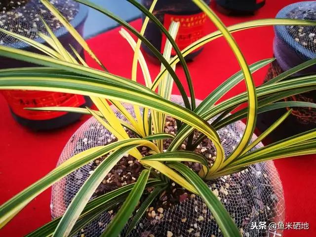 最贵的兰花价格排行榜前十名,2021年最贵兰花成交价格