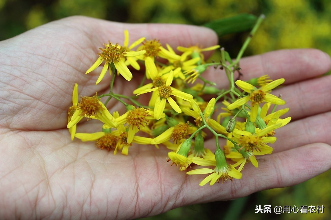 农村遍地的小黄花,农村的小黄花