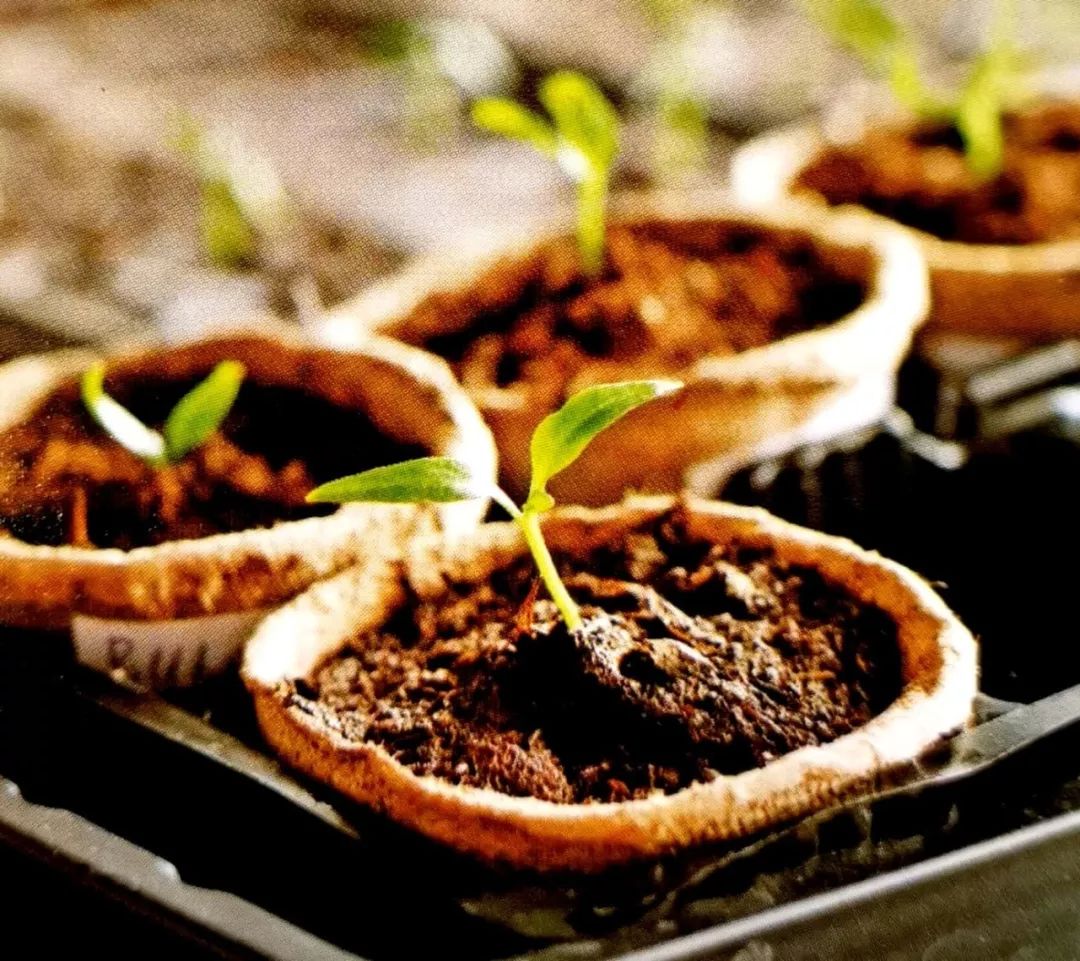 三分钟就能完成的盆栽土壤杀菌方法，最适合家庭园艺使用